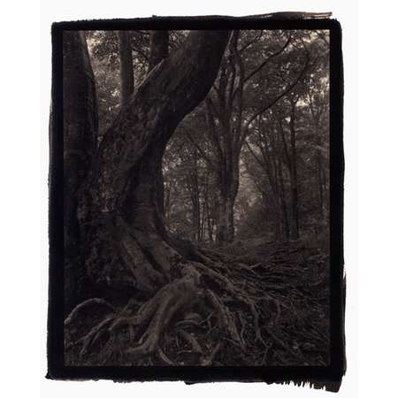 Silent Respiration of Forests - Platinum Palladium Print #27