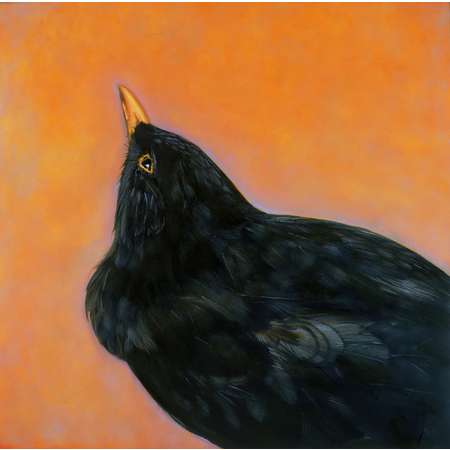 Common Eurasian Blackbird