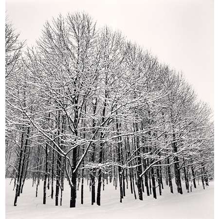 Forest Snow, Sakkuru-Otoineppu, Hokkaido