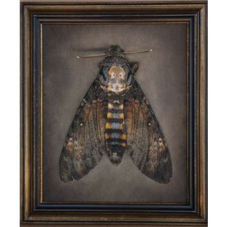 Acheronitia atropos, Deaths-Head Hawk Moth