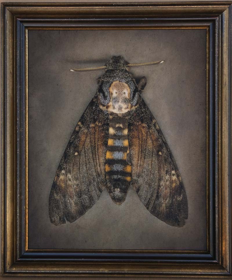 Acheronitia atropos, Deaths-Head Hawk Moth