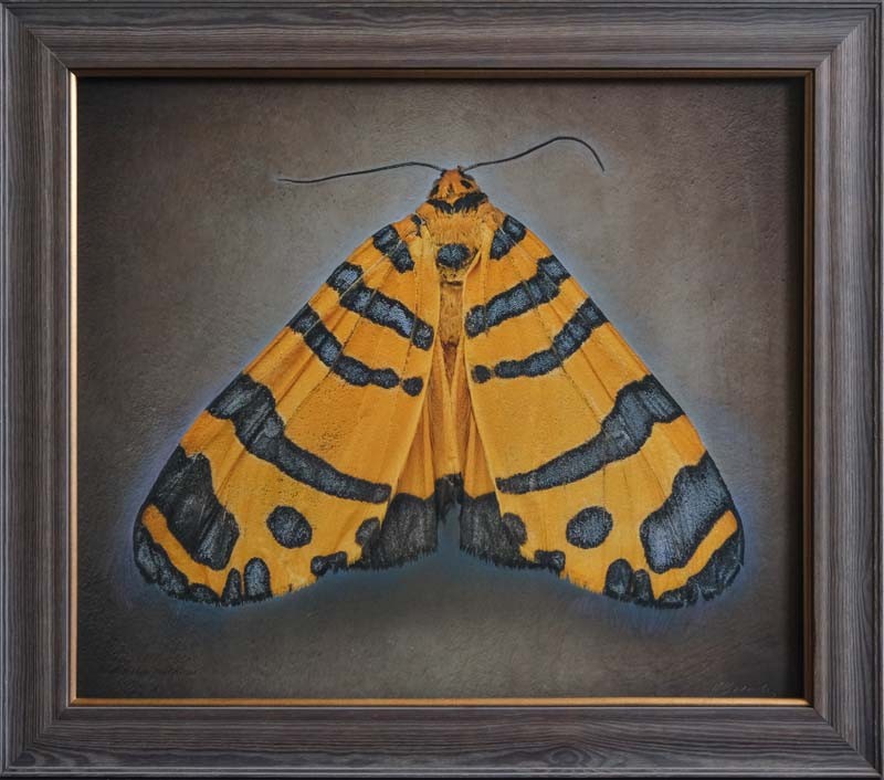 Amphicallia pactolicus