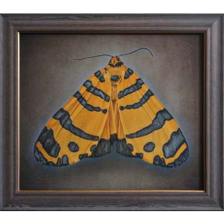 Amphicallia pactolicus