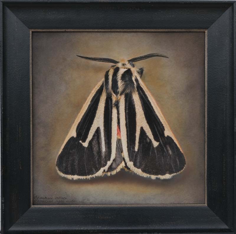 Apantesis vittata, Banded Tiger Moth