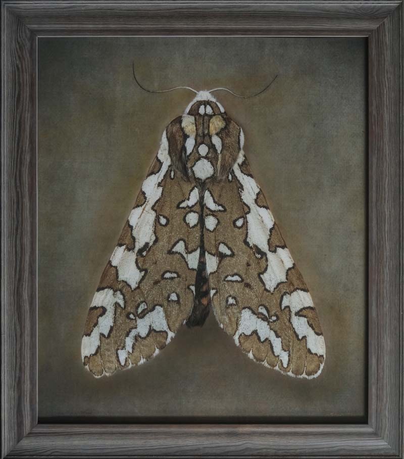 Arachnis zuni, Zuni Tiger Moth