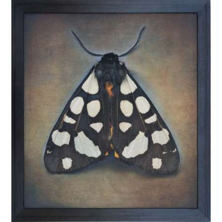 Arctia villica, Cream-Spot Tiger