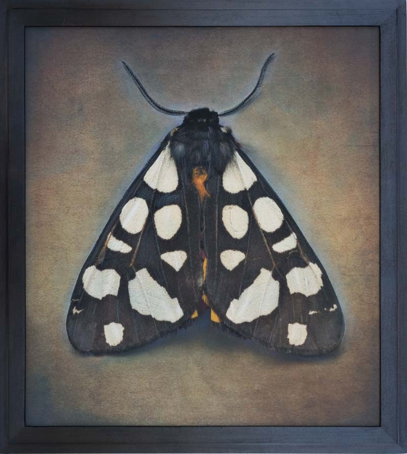 Arctia villica, Cream-Spot Tiger