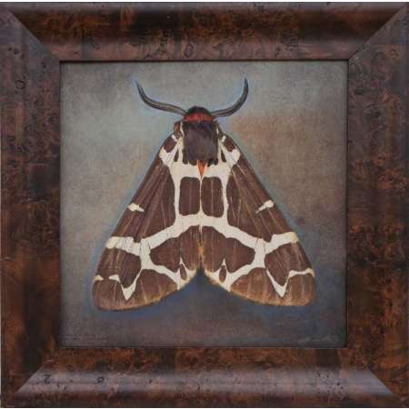 Arctic caja, Garden Tiger