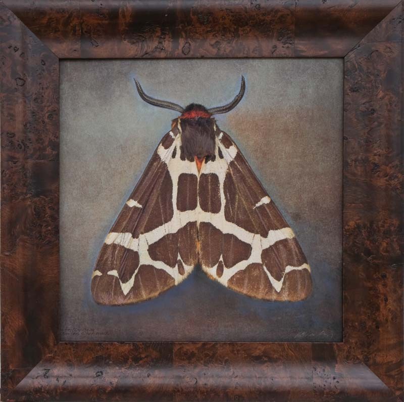 Arctic caja, Garden Tiger Moth