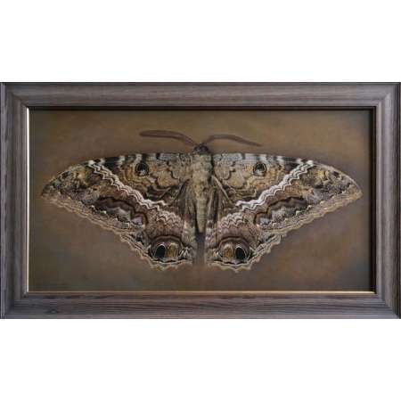 Ascalapha odorata, Black Witch Moth