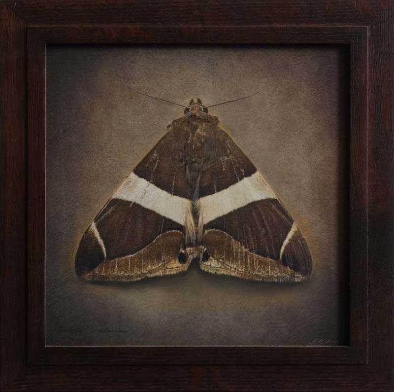 Bastilla praetermissa