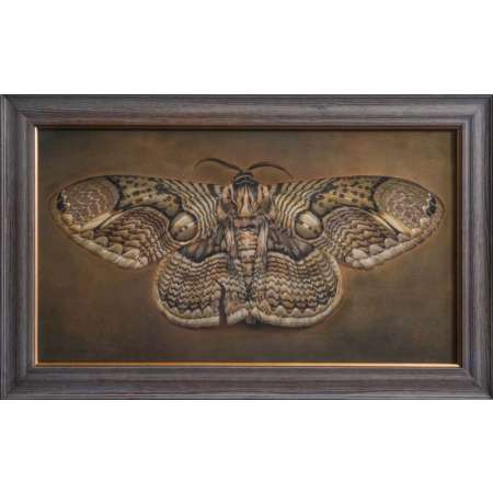 Brahmaea hearseyi, Owl Moth