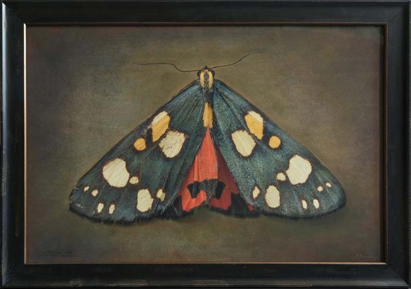 Callimorpa dominula, Scarlet Tiger Moth