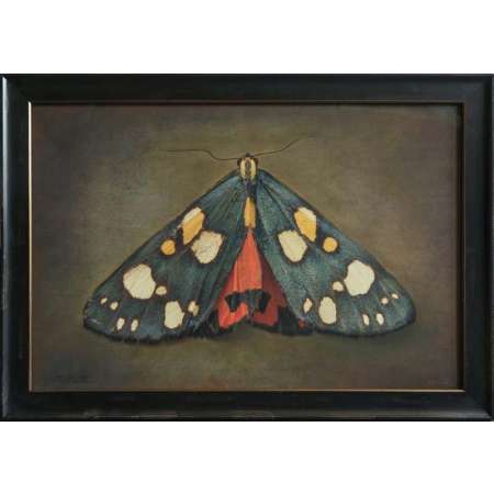 Callimorpa dominula, Scarlet Tiger Moth