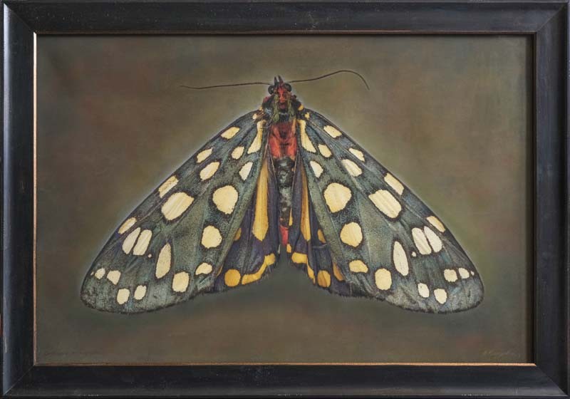 Callindra principalis