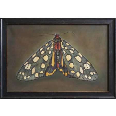 Callindra principalis