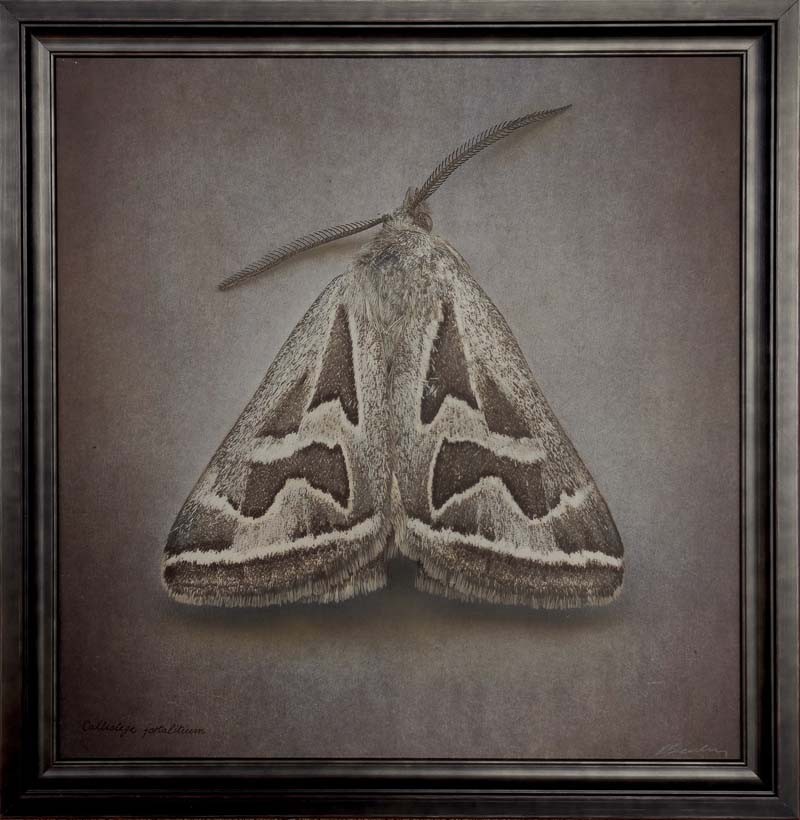 Callistege fortalitium