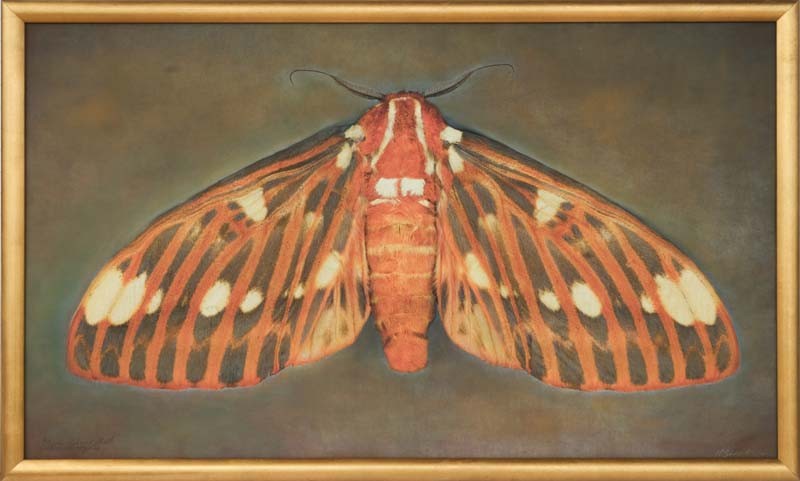 Citheronia regalia, Royal Walnut Moth