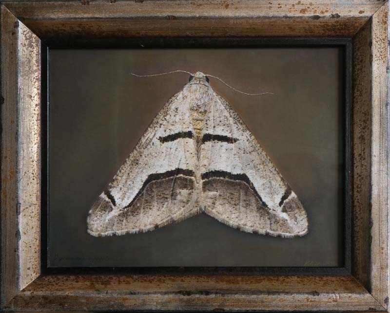 Digrammia tancrearia