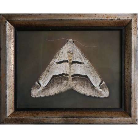 Digrammia tancrearia