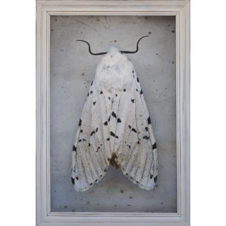 Estigmene acrea, Salt Marsh Tiger Moth