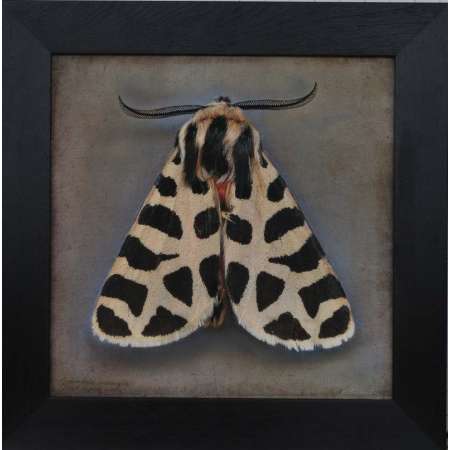 Grannia incorrupta, Pink Tiger Moth