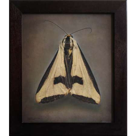 Haploa clymene, Cross Moth