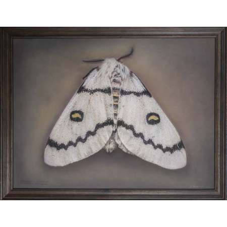 Hemileuca neumoegeni, Neumoegen’s Buckmoth