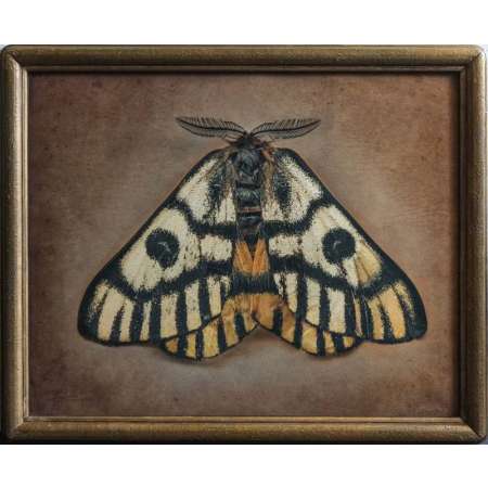 Hemileuca nuttalli, Sheep Moth