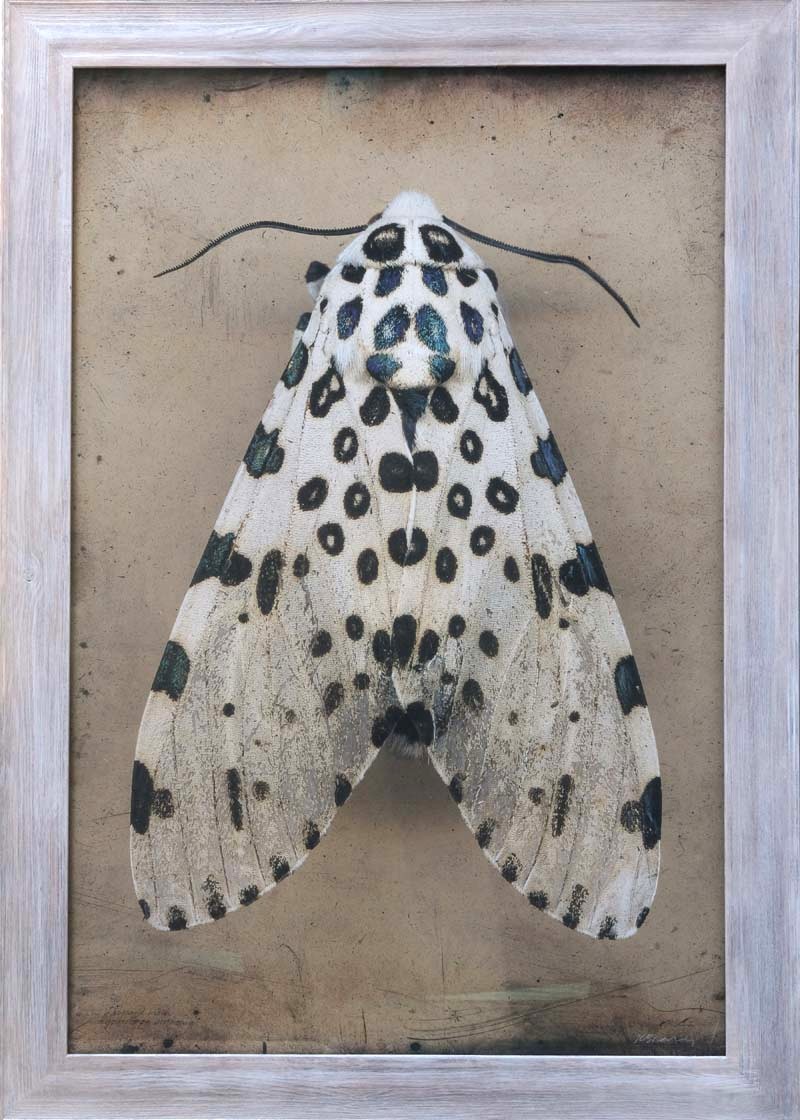 Hypercompe scribonia, Giant Leopard Moth I