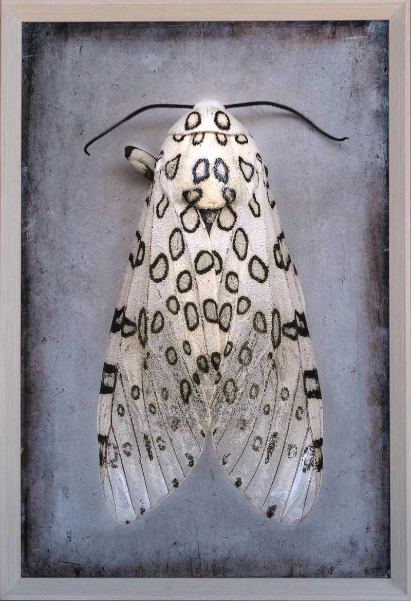 Hypercompe scribonia, Giant Leopard Moth II