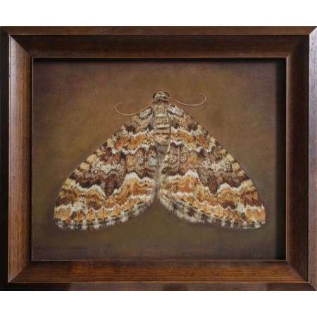 Juxtephria consentaria