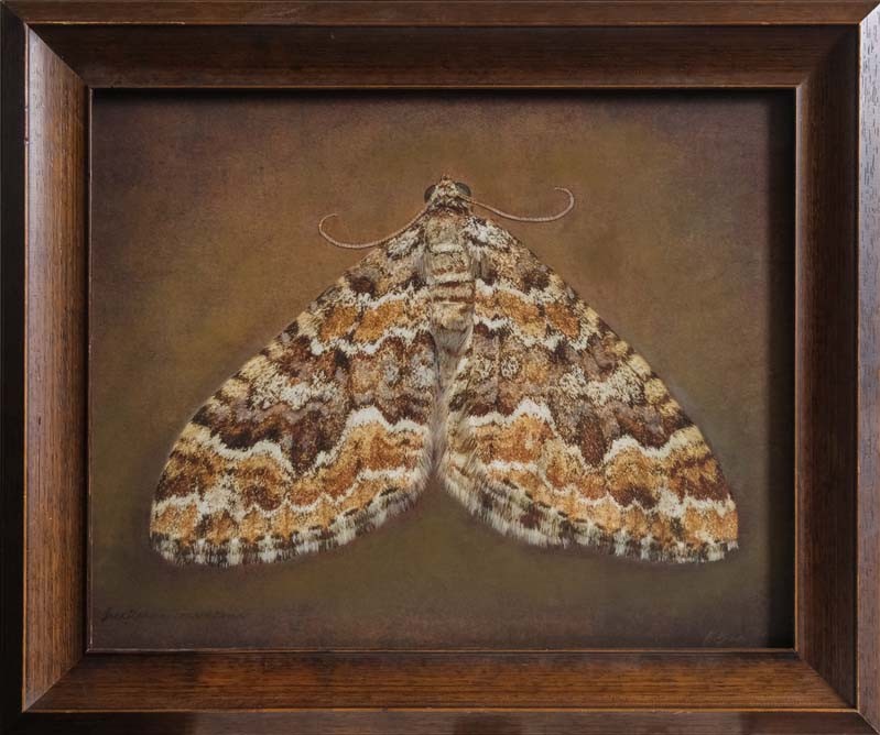 Juxtephria consentaria