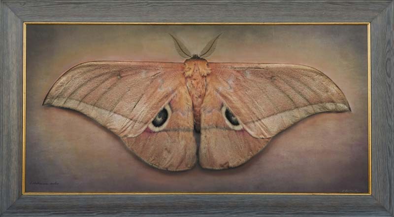 Lobobunaea acetes II