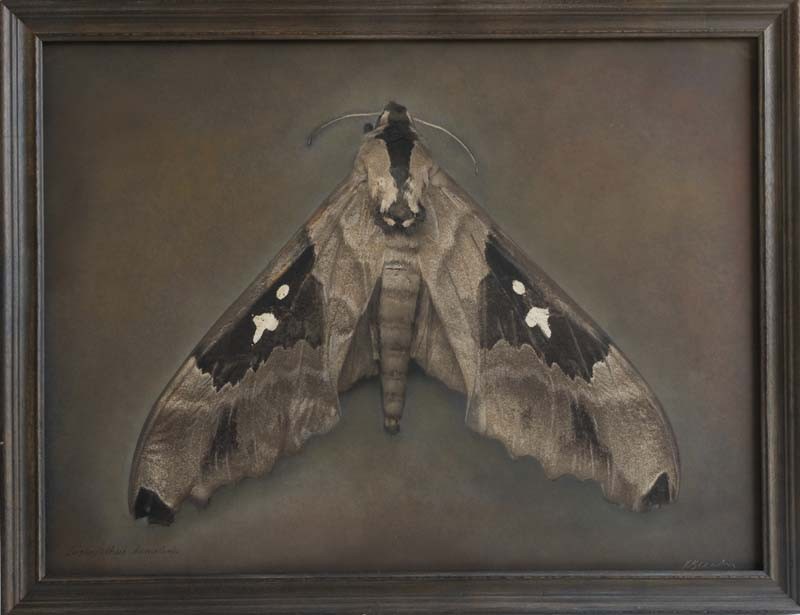 Lophostethus dumolinii, Arrow Sphinx Moth