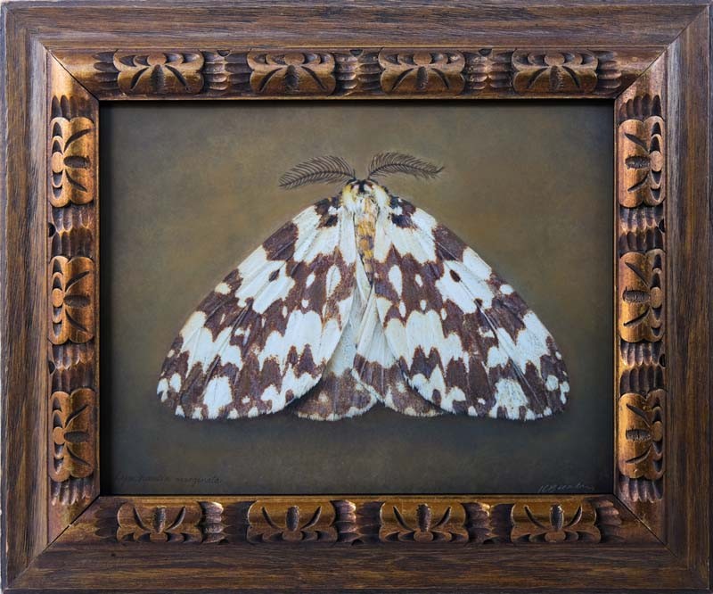 Lymthantia marginata