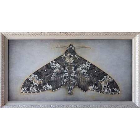 Maduca rustica, Rustic Sphinx Moth