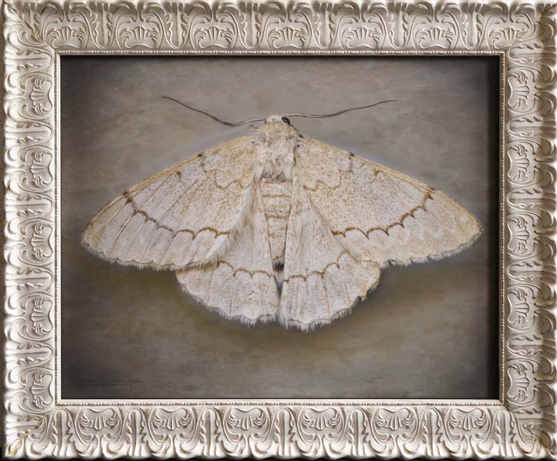 Nepytia phantasmagoria, Phantom Hemlock Looper