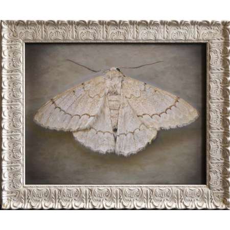 Nepytia phantasmagoria, Phantom Hemlock Looper