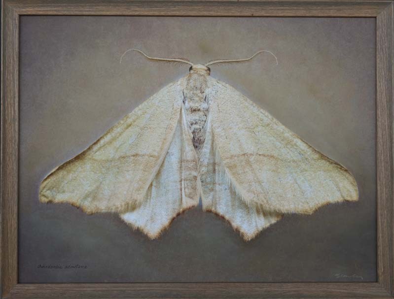 Ochodontia adustaria