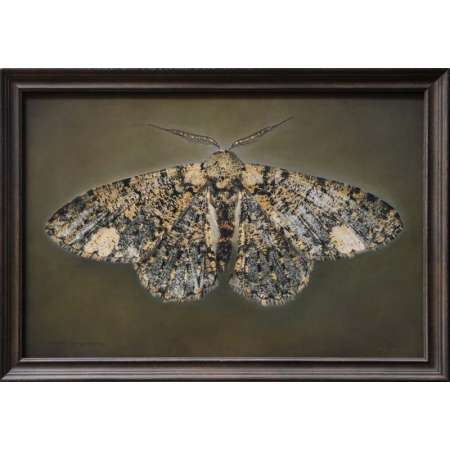 Ophthalmitis xanthypochlora