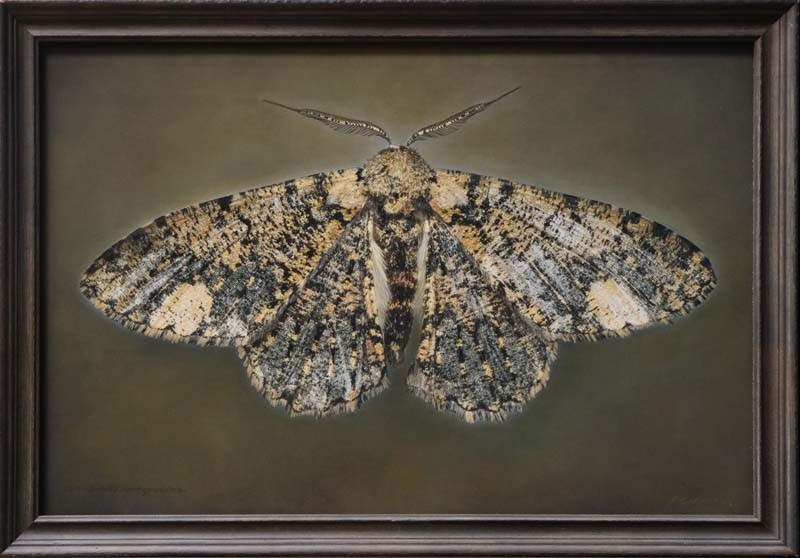 Ophthalmitis xanthypochlora