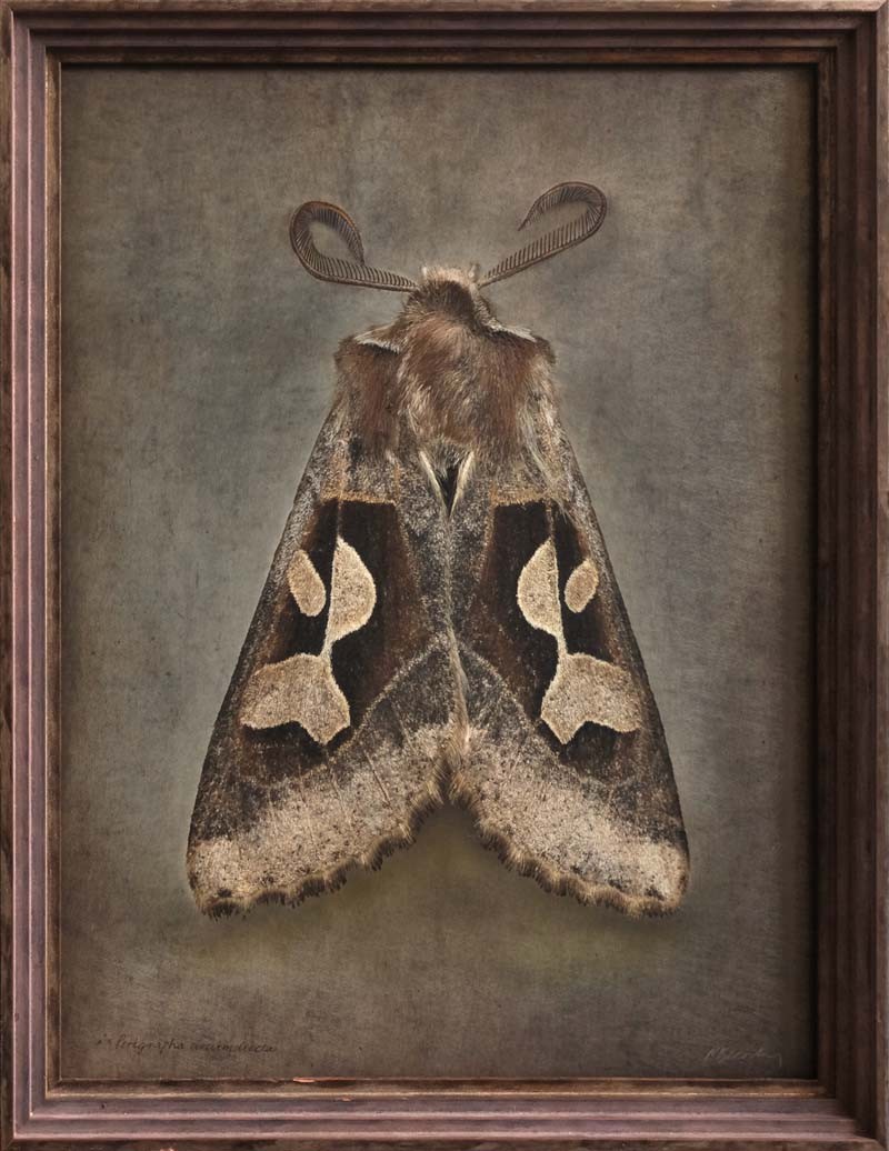 Perigrapha circumducta