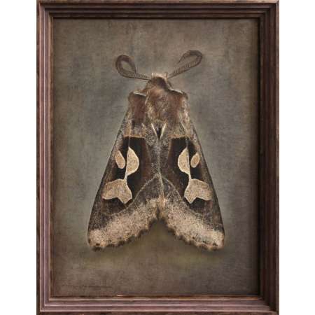 Perigrapha circumducta