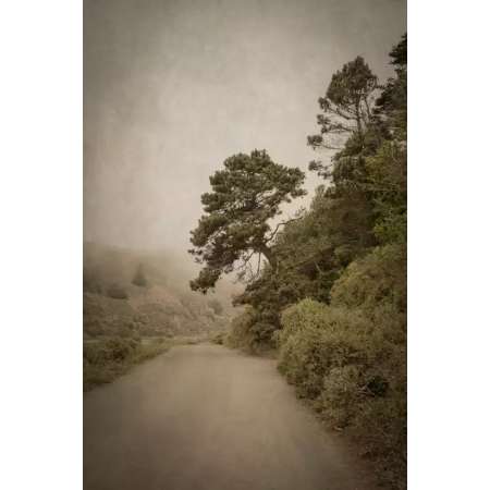 Tilted Tree, Mendocino, California