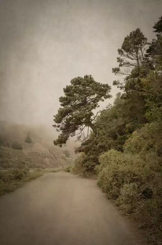 Tilted Tree, Mendocino, California