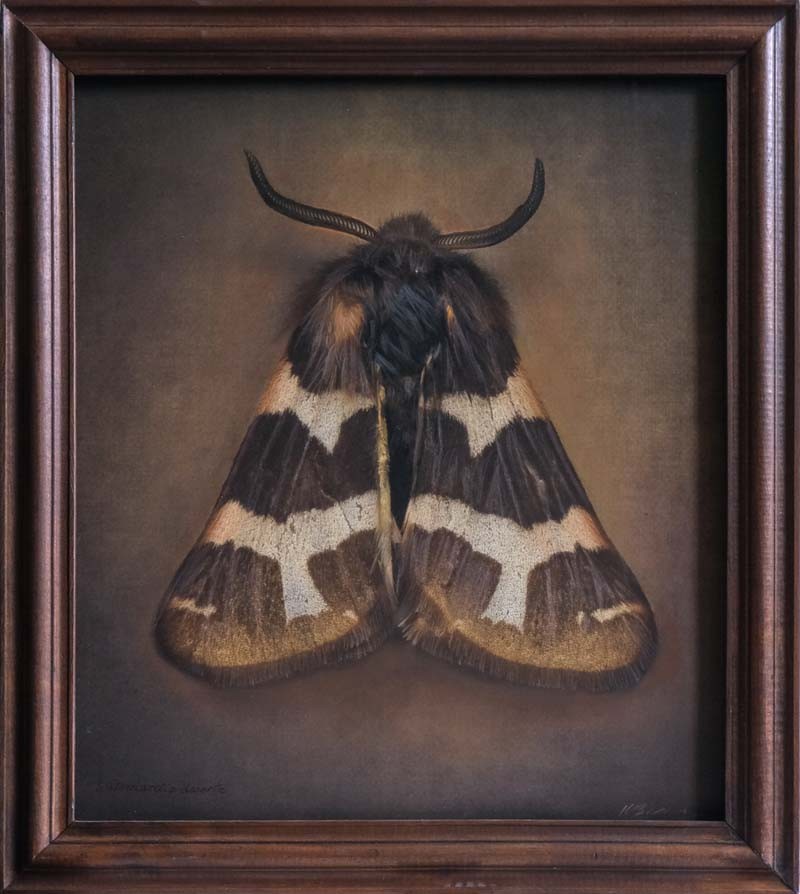 Watsonarctia deserta