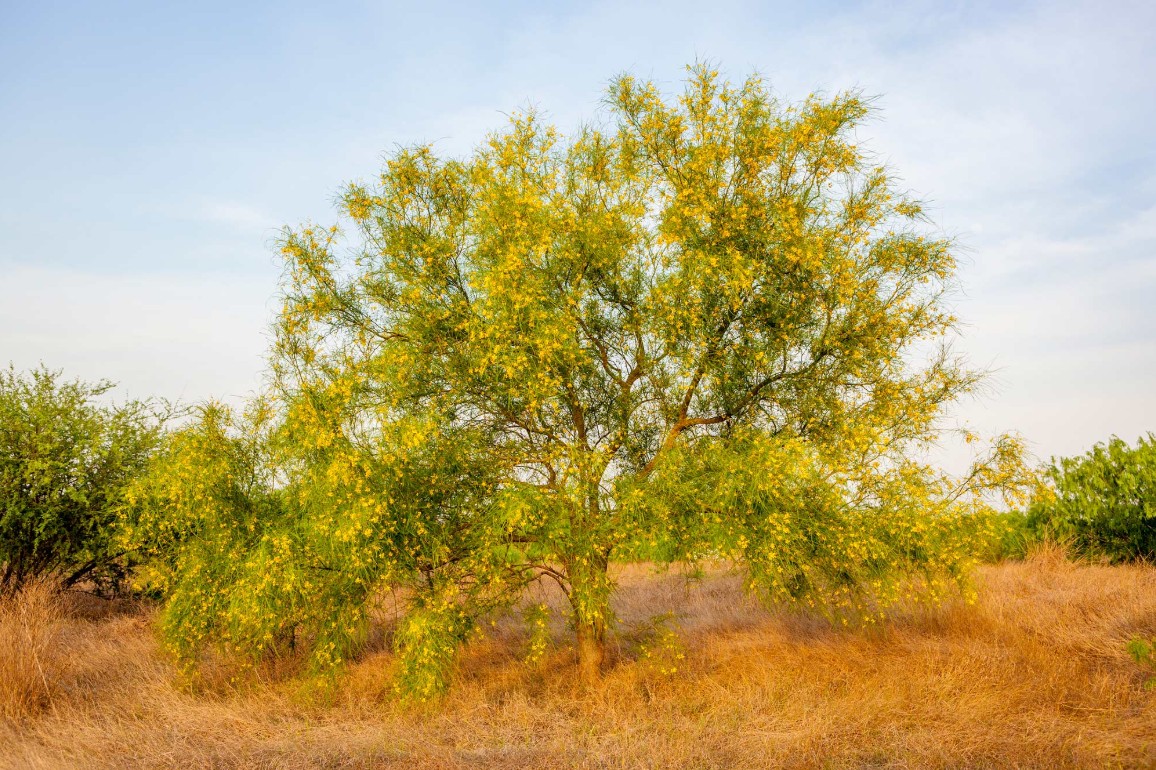 Palo Verde Tree