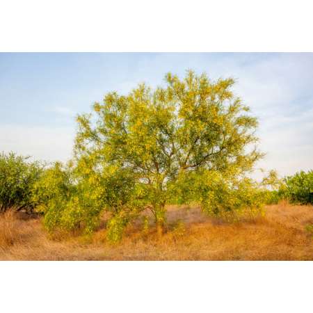 Palo Verde Tree