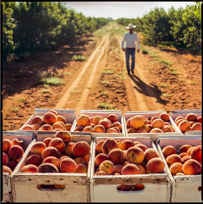 Peaches in Crates near Stonewall, Texas